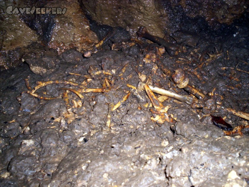 Windloch H.: Reste einer Mahlzeit von JJ1?