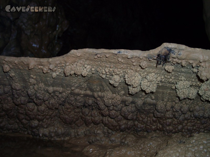 Zoolithenhöhle: Starke Warzenbildung am Rande eines Sinterbeckens.