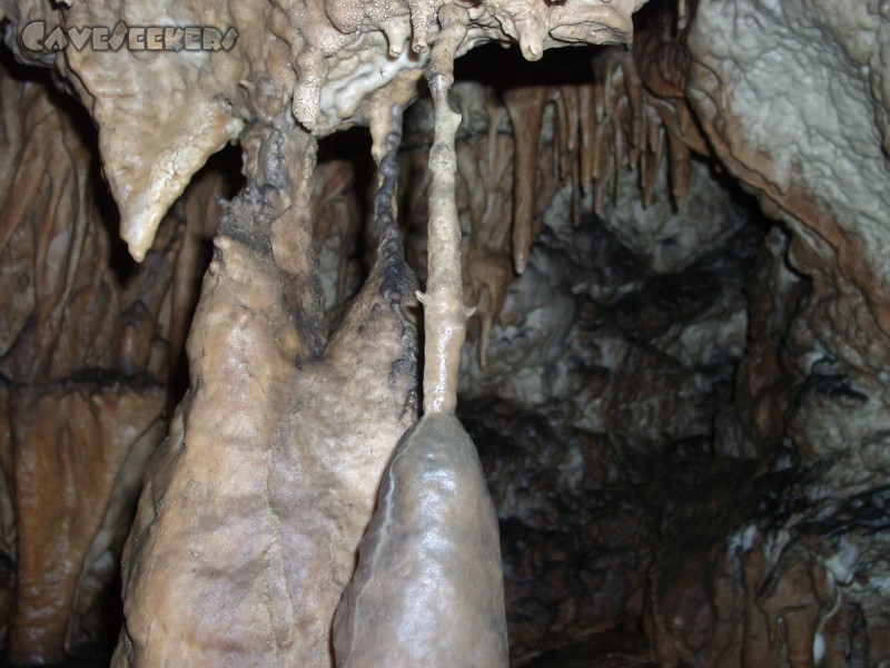 Zoolithenhöhle: Offenbar wurde hier eine Fledermaus vom Sinter überrascht.